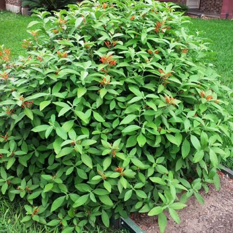 Mexican Honeysuckle–Justicia spicigera  performs in shade, evergreen Mexican Honeysuckle, Honeysuckle Garden, Shade Evergreen, Texas Plants, Texas Gardening, Hummingbird Flowers, Native Garden, Shade Plants, Types Of Soil