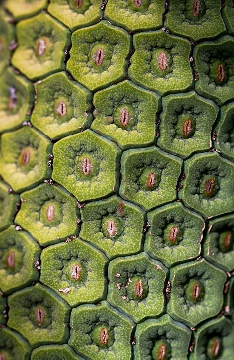 Monstera Deliciousa - The Fruit Salad Plant, Australia Deliciosa Plant, Foto Macro, Microscopic Photography, Plant Texture, Microscopic Images, Natural Structures, Texture Inspiration, Organic Pattern, Monstera Deliciosa