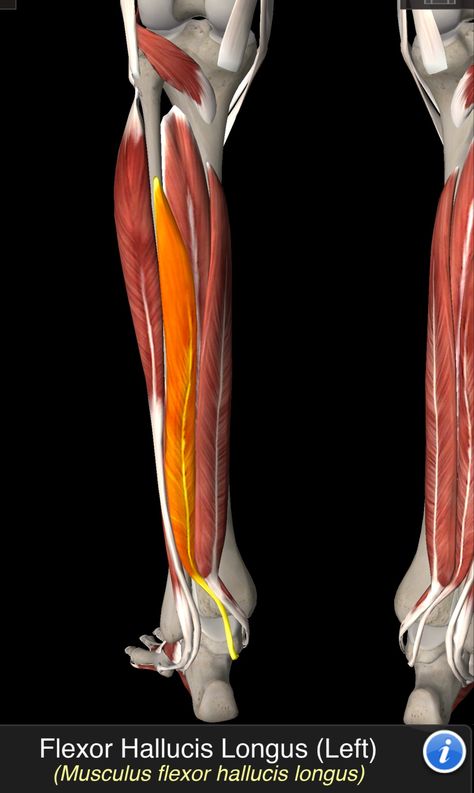 Popliteus Muscle, Foot Anatomy, Perfect Physique, Human Muscle Anatomy, Human Body Anatomy, Muscle Anatomy, Body Anatomy, Lower Leg, Anatomy And Physiology