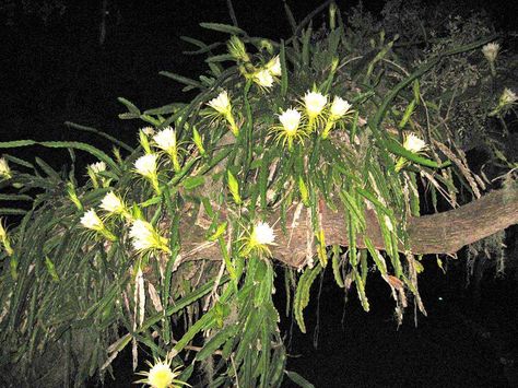 Night Blooming Cactus, Cereus Cactus, Night Blooming Cereus, Plant Night, House Plants Hanging, Night Blooming Flowers, Orchid Cactus, Blooming Cactus, Moon Garden