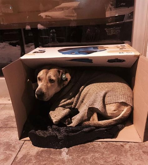 shops-help-stray-animals-istanbul-1 Animal Volunteer, Animals Planet, Dog Cold, Turkey Dogs, Stray Animals, Arctic Blast, Take Shelter, Homeless Dogs, Dream Jobs