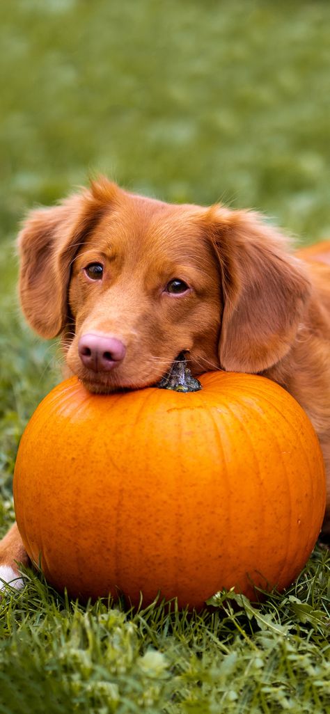 Autumn Animal, Dog Images Hd, Wallpaper For Ipad, Autumn Animals, Cute Dog Wallpaper, Puppy Wallpaper, Cute Autumn, Wallpaper Ipad, Dog Wallpaper