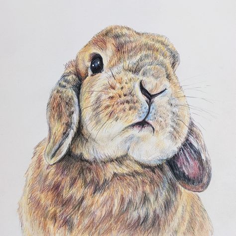 Coloured pencil drawing of a Lop Eared rabbit by artist Deidre Wicks Bunny Drawing Colored Pencil, Watercolour Bunnies, Watercolour Rabbit, Watercolour Bunny, Lop Eared Rabbit, Hare Watercolour, Drawing Colored Pencil, Lop Eared Bunny, Realistic Animal Drawings