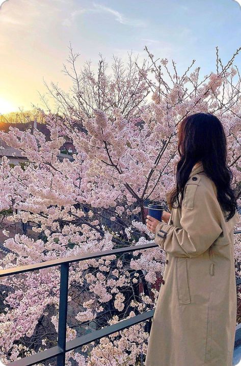 Cherry Blossom Outfit, Cherry Blossom Pictures, Aesthetic Egirl, Korean Picture, Korean Photo, Rina Kent, Pink Cherry Blossom, Japan Aesthetic, Aesthetic Japan