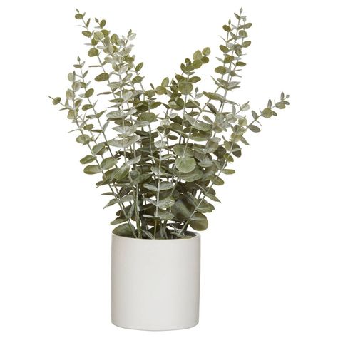 What's something that can be strong and delicate at the same time? Eucalyptus! Known and loved for its botanical beauty, it's has been a staple in home decorating for decades. With its round pale green leaves, it appeals to your plant loving side while reassuring your black thumb. Finally, life-like greenery that can't be beat! Potted Ferns, Hedge Trimmer Accessories, Eucalyptus Plant, Sun Water, Artificial Flowers And Plants, Cement Pots, Hedge Trimmers, Botanical Beauty, Plastic Pots