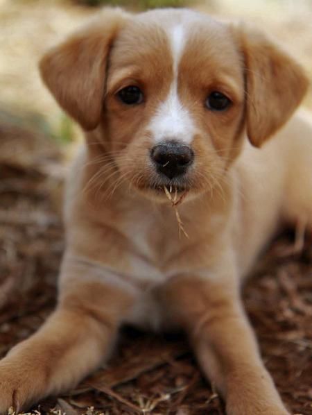 Penelope the Jack Russell Mix | One of the cutest dogs I have ever seen Jack Russell Mix, Dogs Photos, Brown Dogs, Jack Russell Dogs, Puppies And Kitties, Love My Dog, Puppy Adoption, Sweet Dogs, Russell Terrier