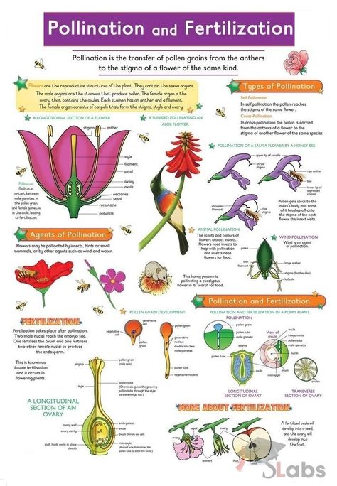 Reproduction In Plants, Horticulture Education, Plant Lessons, Biology Plants, Biology Classroom, Plant Study, Nature School, Biology Lessons, Plant Life Cycle