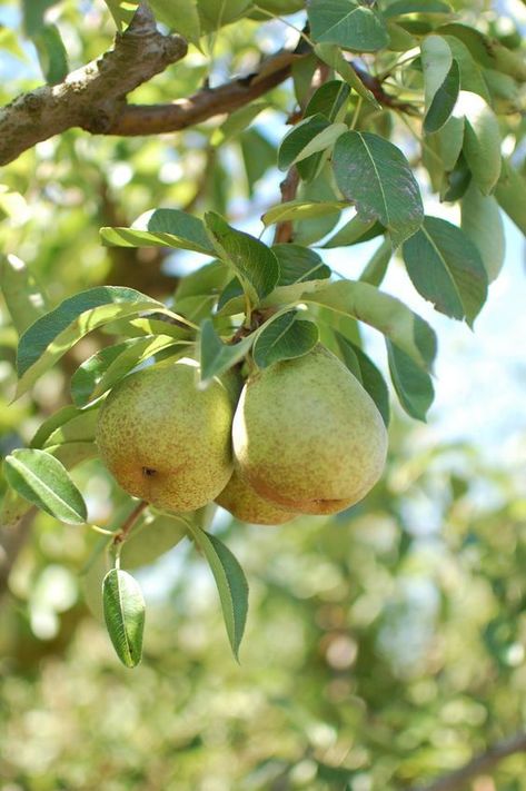 Pear Orchard, Cobblestone Path, Pear Art, Tree Cottage, Pear Blossom, Pear Trees, Pear Tree, Apple Pear, Delicious Fruit