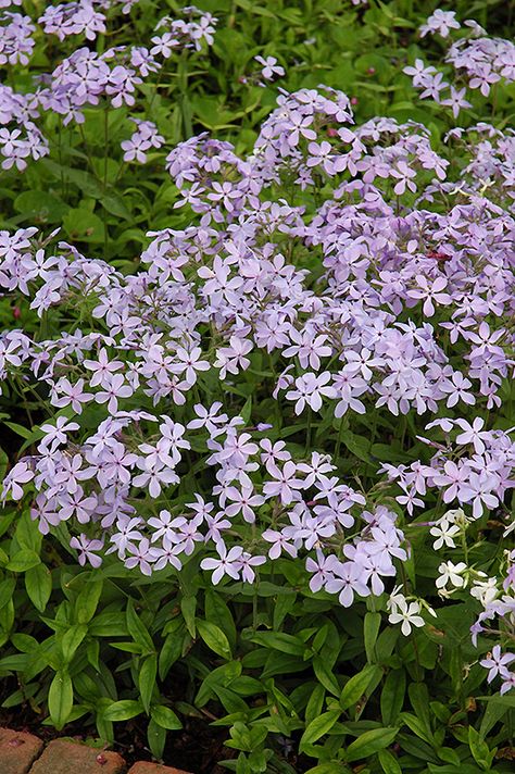 Phlox Divaricata, Ohio Flowers, Garden Renovation, Phlox Flowers, Creeping Phlox, Shade Gardens, Flower Gardens, Garden Centre, Iowa City