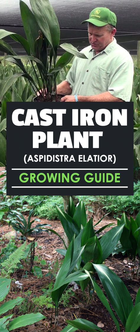 Aspidistra Elatior, Best Grass Seed, Residential Landscaping, Cast Iron Plant, Building A Raised Garden, Vegetable Garden For Beginners, Organic Vegetable Garden, Gardening Techniques, Iron Plant