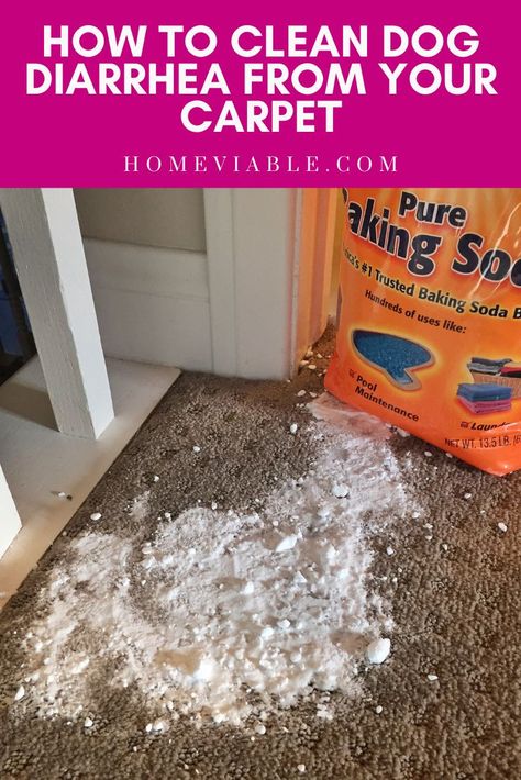 Learn how to remove dog poop and diarrhea stains from your carpet in this step-by-step outline. We share cleaning hacks for removing the feces, stains, and smell with a handful of DIY home remedy cleaning solutions. #homeviable #carpetcleaning #dog #poop #diarrhea Clean Pet Stains From Carpet, Homemade Pet Stain Remover, Pet Urine Stains Out Of Carpet, Clean Carpet Stains Pets, Diy Carpet Cleaner For Pet Stains, How To Clean Carpet Stains Pets, Carpet Cleaner Homemade Dog Urine, Dog Pee Smell Out Of Carpet, Carpet Stain Remover Diy