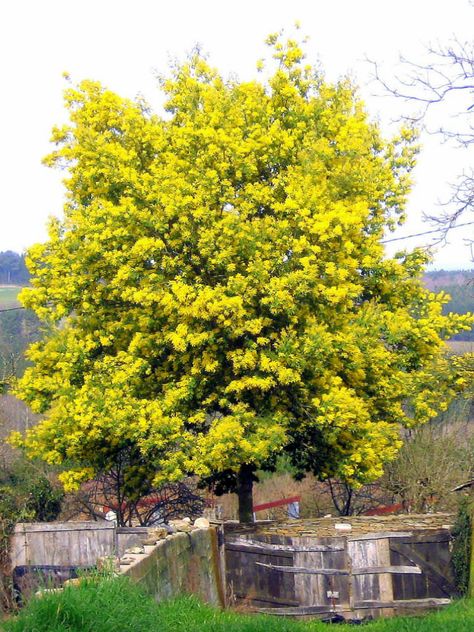 Acacia dealbata (Silver Wattle) is a fast-growing, evergreen tree or shrub growing up to 100 feet (30 m) tall. The leaves are bipinnate... Narrow Landscape, Wattle Tree, Acacia Flower, Acacia Baileyana, Acacia Dealbata, Mimosa Tree, Fast Growing Evergreens, Catchment Area, Australian Flowers