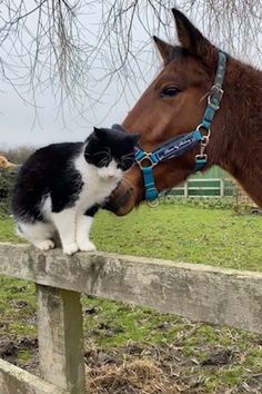 Tom The Cat, Goofy Animals, The Stables, Mini Horse, Animals Friendship, Horses And Dogs, Guide Dog, Old Cats