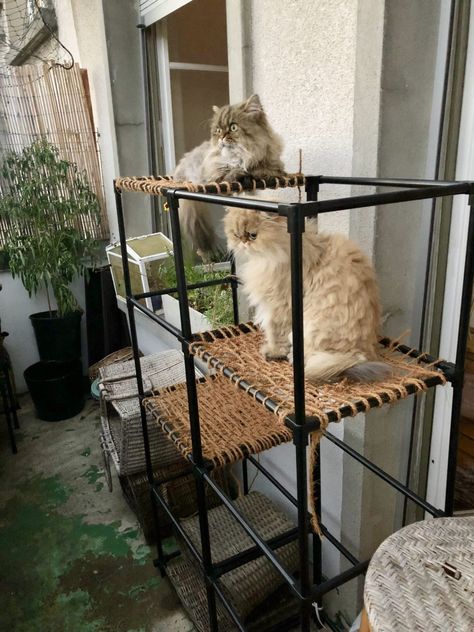 Outdoor Cat Tree, Diy Cat Tower, Cat Playground Outdoor, Cat Tree Designs, Chat Diy, Balkon Decor, Diy Balcony, Diy Cat Tree, F2 Savannah Cat