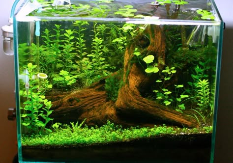 2.9 Gallon Fantasy Tree Stump! *pics* - The Planted Tank Forum Natural Fish Tank Ideas, Aqua Scaping, Aqua Scape, Aquarium Garden, Tank Terrarium, Amazing Aquariums, Fish Tank Terrarium, Cool Fish Tanks, Betta Aquarium