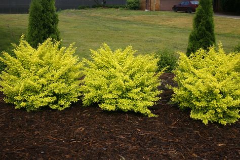 Front Landscaping, Garden Shrubs, Proven Winners, Flower Landscape, Landscaping Tips, House Landscape, Front Yard Landscaping Design, Bean Soup, Landscaping Plants