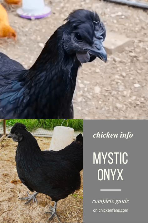 If you've never heard of the Mystic Onyx chicken, don't worry. It's a relatively new breed, looking like an Ayam Cemani, but they're pretty different. We'll guide you through everything there is to know about this black beauty! All Black Chicken, Black Chicken Breeds, Mystic Onyx Chicken, Ayam Cemani Chicken, Goth Chicken Coop, Gothic Chicken Coop, Ayam Cemani, Black Chicken, Black Chicken Coop