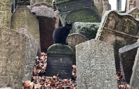 Cemetery Cats (@cemeterycatss) / Twitter Cat Cemetery, Pet Cemetary, Jewish Cemetery, Mr Cat, Pet Cemetery, Cat Stories, Silly Cats Pictures, Cat Sitting, Samhain