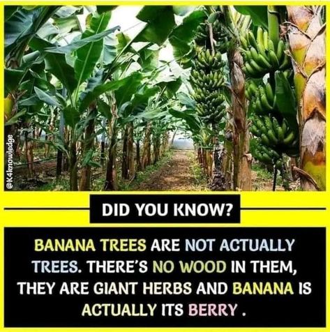 Wierd Facts, Banana Trees, Psychological Facts Interesting, Interesting Science Facts, Facts About World, Biology Facts, Brain Facts, True Interesting Facts, Unique Facts