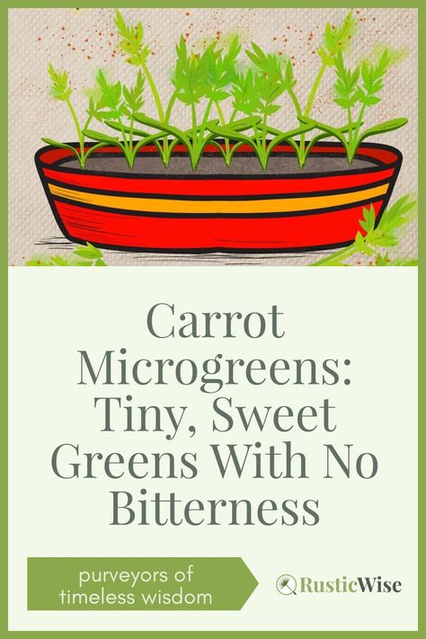 🥕🥕If you love the taste of carrots, but don’t want to wait months from seed to harvest for the full-grown crop, we have a quicker way to get that carrot-y flavor—learn to grow carrot microgreens! Carrot microgreens are tiny seedlings grown from seed that are ready to harvest within 2–3 weeks. They have a sweet and mild carrot flavor. Plus, we have a easy pesto recipe! #microgreens #growing #indoorgarden | carrot micros | via @RusticWise Easy Pesto Recipe, Microgreens Growing, Eating Carrots, Gardening Food, Sweet Carrot, Carrot Top, Carrot Seeds, Pesto Recipe, Basil Leaves