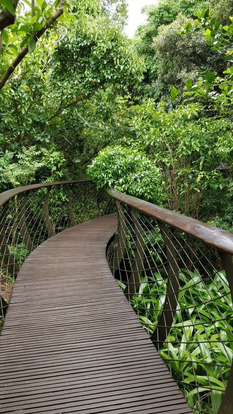 Tree Top Walkway, Walkway Design Architecture, Forest Walkway, Canopy Trees, Canopy Walkway, Sky Walk, Walkway Design, Eco Garden, Covered Walkway