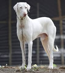 all dog facts research findings and behaviors of all breeds: RAJAPALAYAM DOG Sight Hounds, Pharaoh Hound, Dog Breeds List, Rare Dogs, Unique Dog Breeds, Rare Dog Breeds, Lion Dog, Breeds Of Dogs, All Dog Breeds