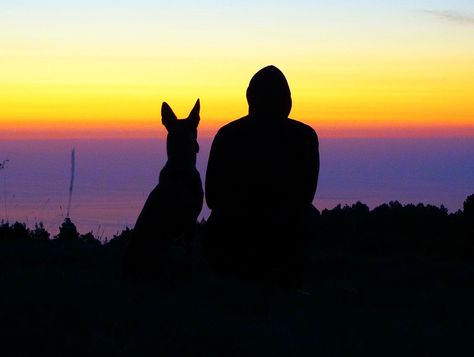 A Man And His Dog, Man And Dog Silhouette, Man And Dog Drawing, Sean Core, Miniature Doberman Pinscher, Miniature Doberman, Dog Christmas Pictures, Man And His Dog, German Sheperd Dogs