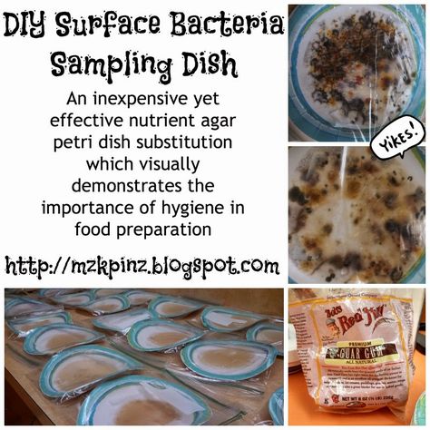 Diy Petri Dish, Lab Kitchen, Food Safety And Sanitation, Career And Technical Education, Facs Classroom, Food Lessons, Christmas Sampler, Culinary Classes, Kitchen Safety