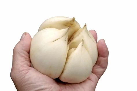 Growing Elephant Garlic » Top Tips for Success Elephant Garlic, All About Elephants, Zone Recipes, Hardneck Garlic, Planting Garlic, Growing Garlic, Raw Garlic, Paste Recipe, Low Carb Sweeteners