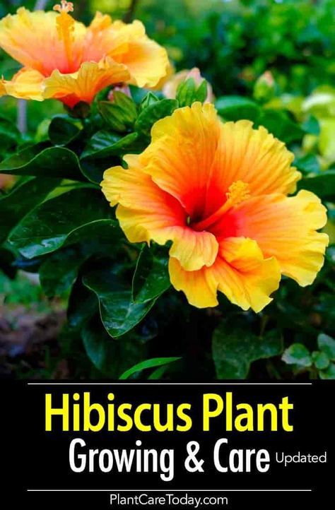 Growing the colorful Hibiscus plant adds a tropical flavor to the garden. Proper hibiscus care rewards you with a bush or tree full of beautiful red, orange, or pink Hibiscus flowers. [LEARN MORE] Hibiscus Tree Care, Hibiscus Care, Hibiscus Bush, Growing Hibiscus, Hibiscus Garden, Hibiscus Tree, Hydrangea Care, Hibiscus Plant, Pink Hibiscus