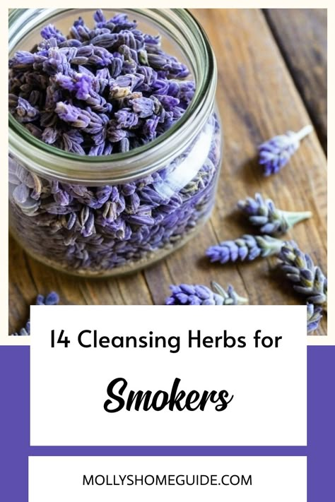 Discover a variety of herbs that can support lung health and relaxation. Whether you're new to smoking herbs or looking for lung tonics, explore chamomile, damiana, lavender, sage, mullein, licorice, ginkgo biloba, and echinacea. Find the best herbs for the lungs in this herbal smoking blend - perfect for easing into bedtime. Consider incorporating these smokable herbs into your routine for a calming experience and respiratory well-being. Lung Tea Recipe, Herbs For Respiratory Health, Tea For Smokers, Smokable Herbs And Their Benefits, Holistic Medicine Recipes, Smokable Herb Blends, Herbs For Asthma, Healing Herbs Medicine, Herbs For Lungs