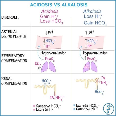 Draw It to Know It - Sciences on Instagram: “Acidosis vs alkalosis :) #renalphysiology #respiratoryphysiology #acidbase #physiology #anatomyandphysiology #usmlestep1 #usmle #medstudy…” Renal Physiology, Acidosis And Alkalosis, Nursing Mnemonics, Pharmacology Nursing, Medical Laboratory Science, Nursing School Survival, Nursing School Graduation, Acid Base, Nursing School Studying