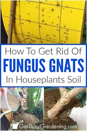 Kill Gnats In House, Plant Gnats, Rv Plants, Apartment Jungle, Gnats In House Plants, Plants 101, How To Get Rid Of Gnats, Fungus Gnats, Get Rid Of Flies