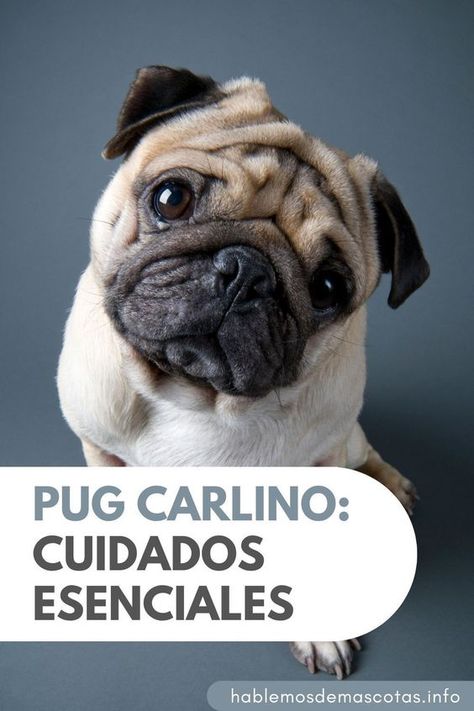 Los pug carlinos son una raza que roba corazones por su encanto y carácter. Si estás considerando tener uno como compañero, este artículo te ofrece una guía completa de cuidados esenciales. Aprende a mantener su salud óptima, a manejar su dieta y a entender sus necesidades únicas. Descubre cómo brindarle un hogar lleno de amor y cuidado, mientras exploras los matices de criar a un pug carlino en esta emocionante travesía de amistad y compromiso, que fortalecerá vuestro vínculo día a día. Cocker Spaniel, Spaniel, Pug, Dogs