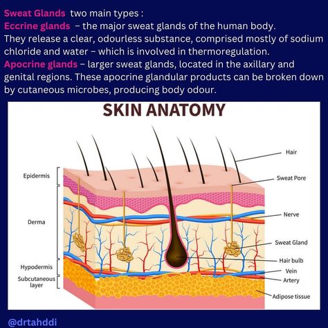 The integumentary system : The integumentary system consists of the skin, hair, nails, and associated glands. It serves as the body’s primary barrier against environmental hazards, regulates temperature, and provides sensory information. The skin, the largest organ, has three layers: epidermis (protective outer layer), dermis (contains blood vessels, nerves, and glands), and hypodermis (fatty layer for insulation and cushioning). Together, these components protect, insulate, and maintain ho... Skin Biology, The Integumentary System, Stratified Squamous Epithelium, Skin Anatomy, Integumentary System, Collagen Fibers, Sweat Gland, Adipose Tissue, Skin Hair