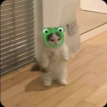 Cat Memes Cute, Memes Cute, Frog Hat, Cat Meme, Cats Funny, Funny Cute Cats, Funny Cute, Cat Memes, A Cat