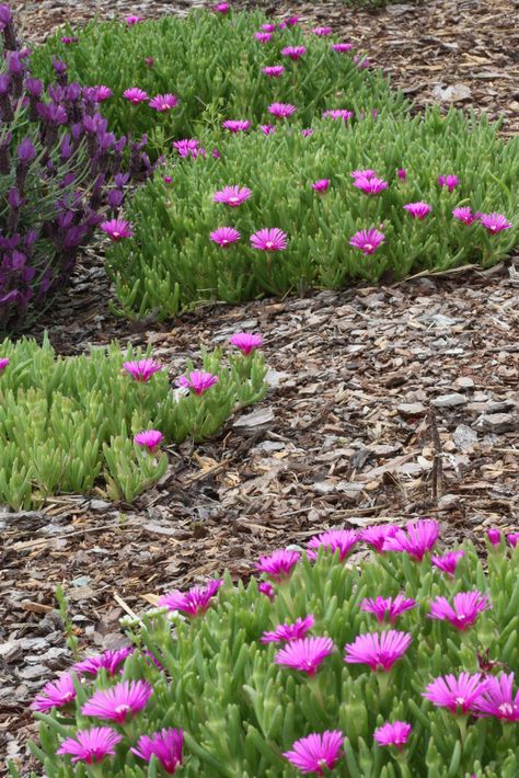 Hardy Ice Plant 'John Proffitt' (Delosperma cooperi) Ice Plant Ground Cover, Ice Plants Ground Cover Perennials, Rhaphidophora Tetrasperma Climbing, Heart Leaf Ice Plant, Delosperma Cooperi, Spanish Lavender, Rock Plants, Alpine Garden, Succulent Gardens