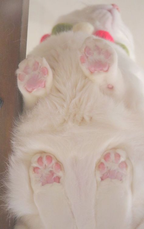 Paw Wallpaper, Soft Paws, Image Chat, Cute Little Kittens, Cute Cats Photos, Strange Places, Pretty Animals, Little Kittens, Wallpaper Collection