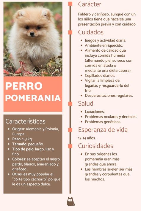 ¿Te recuerda a un oso de peluche? El perro pomerania destaca mucho por su aspecto dulce y pomposo. Descubre todas sus características a continuación: #PerroPomerania #PomeraniaPerro #Perro #Pomerania #Pomeranian #RazasPerros #PerrosRazas Mini Pomeranian, Pomeranian Dog, Paw Patrol, Pitbull, Puppies, Dogs