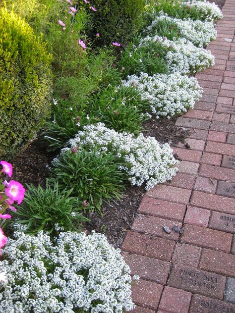 Sweet Alyssum (Lobularia maritima) - Rotary Botanical Gardens Celosia Flower, Alyssum Flowers, Sweet Alyssum, Perennial Ground Cover, Easy Perennials, Yard Plants, Attracting Beneficial Insects, Aesthetic Garden, Moon Garden