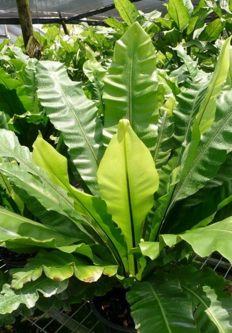 Asplenium nidus Birds Nest Fern Edible Ferns, Birds Nest Fern, Asplenium Nidus, Lush Rainforest, Ideas Salon, Plant Palette, Bird's Nest Fern, Fern Garden, Creative Restaurant