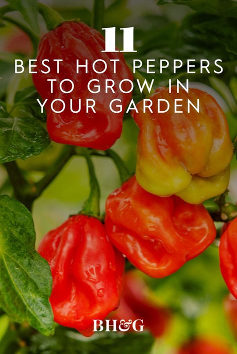 Canning Hot Peppers, Pepper Varieties, Jalapeno Plant, Hot Peppers Plants, Growing Hot Pepper, Dried Chili Peppers, Long Pepper, Mexican Sauce, Ghost Peppers