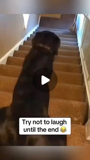 Pets Station on Instagram: "😅😅  Credit: funny.pets____ on tt" Funny Bird Pictures, Funny Animal Clips, Pet Station, Funny Animals With Captions, Animal Humour, Pets Drawing, Cute Video, Animal Humor, Raining Cats And Dogs