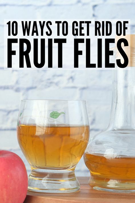 How to Get Rid of Fruit Flies | If you're looking for tips and hacks to help prevent and get rid of fruit flies, this post will teach you how to trap them, and get them out of the house once and for all! Catching fruit flies is a cinch with our DIY traps using apple cider vinegar, dish soap, and fermented fruit, and our DIY alcohol spray is a great natural repellent. Whether in your kitchen or in drain sinks, these home remedies for fruit flies will banish them for good! Catching Fruit Flies, Home Remedies For Flies, Homemade Fly Traps, Fruit Fly Trap Diy, Fermented Fruit, Remedy For Sinus Congestion, Home Remedies For Sinus, Diy Alcohol, Alcohol Spray