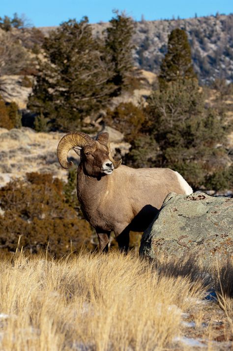 Animals In North America, North American Wildlife Art, Colorado Wildlife, North American Wildlife Photography, North American Animals, North American Antelope, Big Horn Sheep, Sheep Paintings, Wild Animals Photos