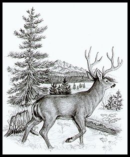 Wood Burning Patterns Stencil, Wood Burning Stencils, Woodburning Ideas, Deer Drawing, Pyrography Patterns, Wood Burning Projects, Woodburning Projects, Pyrography Art, Wood Burning Ideas