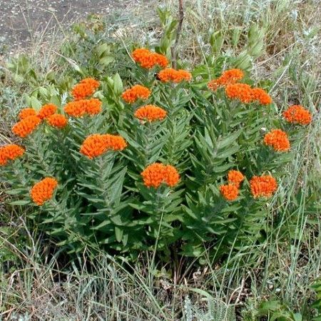 Home Page - Grimm's Gardens Butterfly Milkweed, Landscaping Shrubs, Milkweed Plant, Prairie Flower, Asclepias Tuberosa, Making Plant Pots, Prairie Garden, Florida Gardening, Perennial Vegetables