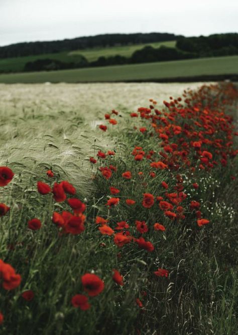 Poppies Field, Nature Aesthetic, Red Flowers, Poppies, Nature Photography, Wallpapers, Iphone, Plants, Flowers