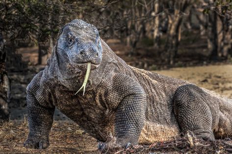 This is the largest living lizard in the world, a Komodo dragon. They are native to three islands in Indonesia. The bacteria in their mouth are so lethal that when they bite prey animals, such as ... Dragon Facts, Komodo Dragons, Large Lizards, Prey Animals, Monitor Lizard, Komodo Dragon, Komodo, Like Animals, Animal Sketches