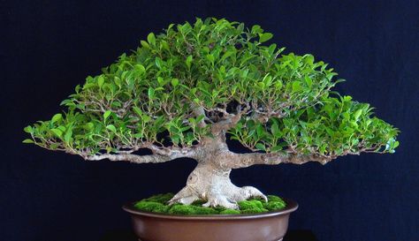 A 19-Year Journey of a Ficus Microcarpa – From Pre-#bonsai to Winning Awards Tiger Bark, Tiger Bark Ficus Bonsai, Ficus Microcarpa Bonsai, Banyan Bonsai, Ficus Bonsai Tree, Ficus Plant, Bonsai From Nursery Stock, Ficus Ginseng Bonsai Care, Winning Awards